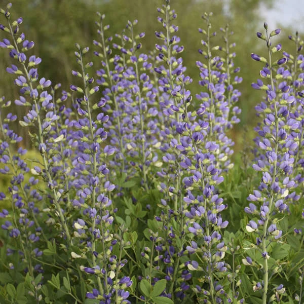 Decadence® 'Blue Bubbly' False Indigo Decadence® 'Blue Bubbly' False Indigo -Great Garden Plants Shop Baptisia BlueBubbly FalseIndigo