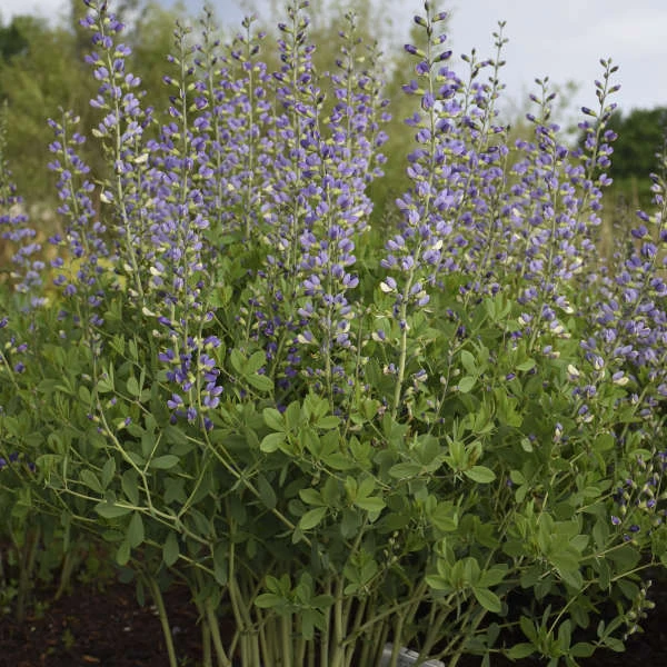 Decadence® 'Blue Bubbly' False Indigo Decadence® 'Blue Bubbly' False Indigo -Great Garden Plants Shop Baptisia BlueBubbly FalseIndigo 1
