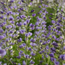 Decadence® 'Blue Bubbly' False Indigo 2 Decadence® 'Blue Bubbly' False Indigo -Great Garden Plants Shop Baptisia BlueBubbly FalseIndigo 2