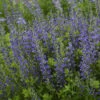 Decadence® 'Blueberry Sundae' False Indigo