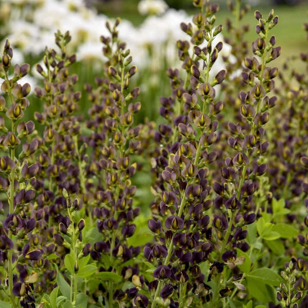 Decadence® 'Dark Chocolate' False Indigo Decadence® 'Dark Chocolate' False Indigo -Great Garden Plants Shop Baptisia DarkChocolate FalseIndigo