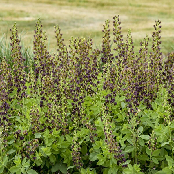 Decadence® 'Dark Chocolate' False Indigo Decadence® 'Dark Chocolate' False Indigo -Great Garden Plants Shop Baptisia DarkChocolate FalseIndigo 1