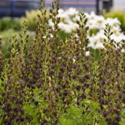 Decadence® 'Dark Chocolate' False Indigo 2 Decadence® 'Dark Chocolate' False Indigo -Great Garden Plants Shop Baptisia DarkChocolate FalseIndigo 2
