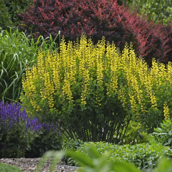 Decadence® 'Lemon Meringue' False Indigo Decadence® 'Lemon Meringue' False Indigo -Great Garden Plants Shop Baptisia LemonMeringue FalseIndigo