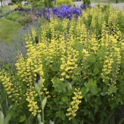 Decadence® 'Lemon Meringue' False Indigo 2 Decadence® 'Lemon Meringue' False Indigo -Great Garden Plants Shop Baptisia LemonMeringue FalseIndigo 1