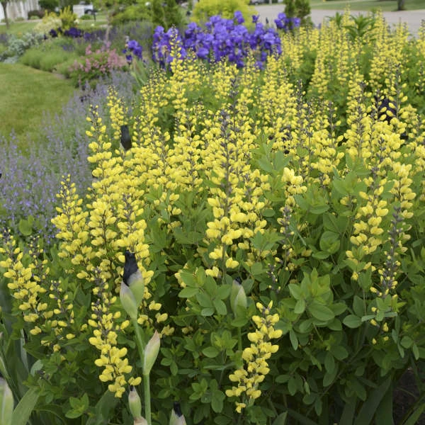 Decadence® 'Lemon Meringue' False Indigo Decadence® 'Lemon Meringue' False Indigo -Great Garden Plants Shop Baptisia LemonMeringue FalseIndigo 1