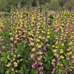 Decadence® 'Pink Lemonade' False Indigo -Great Garden Plants Shop Baptisia PinkLemonade FalseIndigo 2