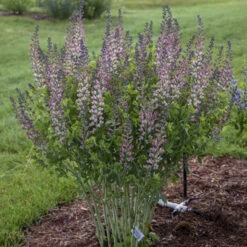 Decadence® 'Pink Truffles' False Indigo -Great Garden Plants Shop Baptisia PinkTruffles FalseIndigo 2