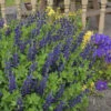 Decadence® 'Sparkling Sapphires' False Indigo
