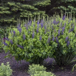 Decadence® 'Sparkling Sapphires' False Indigo -Great Garden Plants Shop Baptisia SparklingSapphires FalseIndigo 2