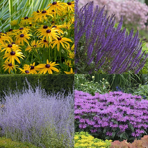 Bee Dazzled Pollinator Collection Bee Dazzled Pollinator Collection -Great Garden Plants Shop Bee Dazzled Pollinator Collection 2020 L
