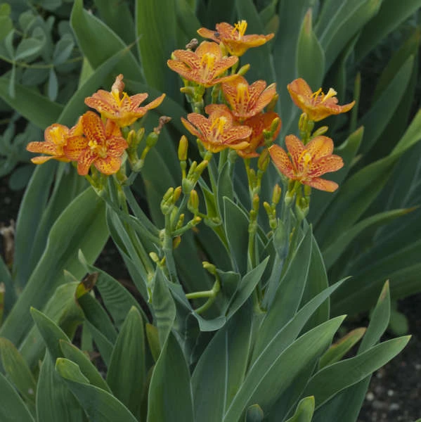 'Freckle Face' Blackberry Lily 'Freckle Face' Blackberry Lily -Great Garden Plants Shop Belamcandachinensis FreckleFace 0001lowres