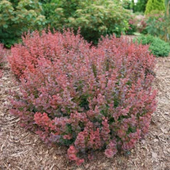 Sunjoy Mini Maroon® Barberry -Great Garden Plants Shop Berberis Sunjoy Mini Maroon 1 P