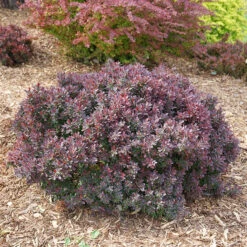 Sunjoy Mini Maroon® Barberry -Great Garden Plants Shop Berberis Sunjoy Mini Maroon 4 P