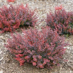 Sunjoy Mini Maroon® Barberry -Great Garden Plants Shop Berberis Sunjoy Mini Maroon 5 P