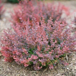 Sunjoy Mini Maroon® Barberry -Great Garden Plants Shop Berberis Sunjoy Mini Maroon 6 P