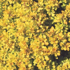 Sunjoy® Mini Saffron Barberry -Great Garden Plants Shop Berberis Sunjoy Mini Saffron 1