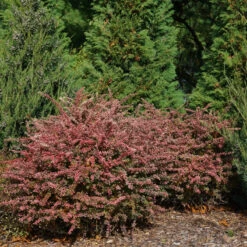 Sunjoy Sequins® Barberry -Great Garden Plants Shop Berberis Sunjoy Sequins 3