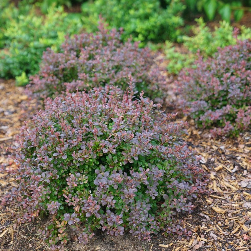 Sunjoy Todo® Barberry Sunjoy Todo® Barberry -Great Garden Plants Shop Berberis Sunjoy Todo 1