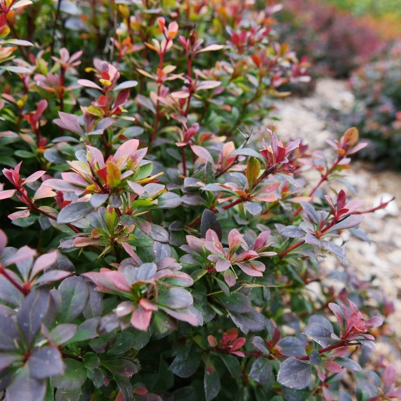 Sunjoy Todo® Barberry Sunjoy Todo® Barberry -Great Garden Plants Shop Berberis Sunjoy Todo 2
