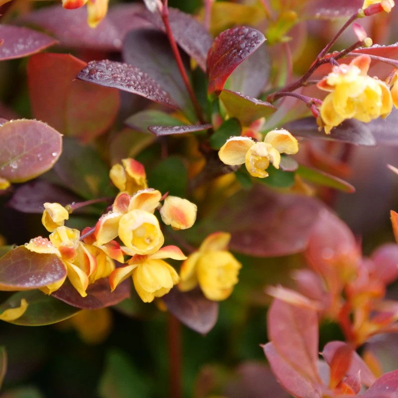 Sunjoy Todo® Barberry Sunjoy Todo® Barberry -Great Garden Plants Shop Berberis Sunjoy Todo 3