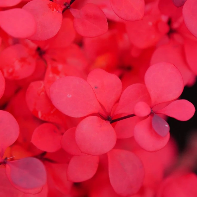 Sunjoy Todo® Barberry Sunjoy Todo® Barberry -Great Garden Plants Shop Berberis Sunjoy Todo 4