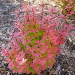 Sunjoy Orange Pillar™ Barberry -Great Garden Plants Shop BerberisSunjoyOrangePillarP1106756 1080x1080 08a64df