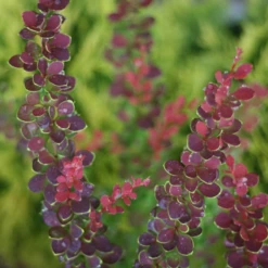 Sunjoy® Tangelo™ Barberry -Great Garden Plants Shop BerberisSunjoyTangeloIMG 7911 800x800 55b5c5b