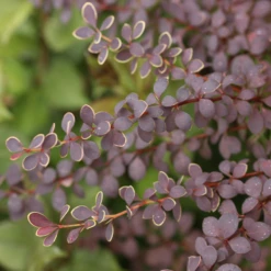 Sunjoy® Tangelo™ Barberry -Great Garden Plants Shop BerberisSunjoyTangeloIMG 8161 800x800 4a26f60