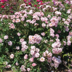 Blushing Drift® Rose -Great Garden Plants Shop BlushingDrift 2