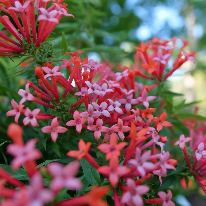 Estrellita Little Star™ Firecracker Bush Estrellita Little Star™ Firecracker Bush -Great Garden Plants Shop BouvardiaEstrellitaLittleStarP1094895 800x800 4be9688