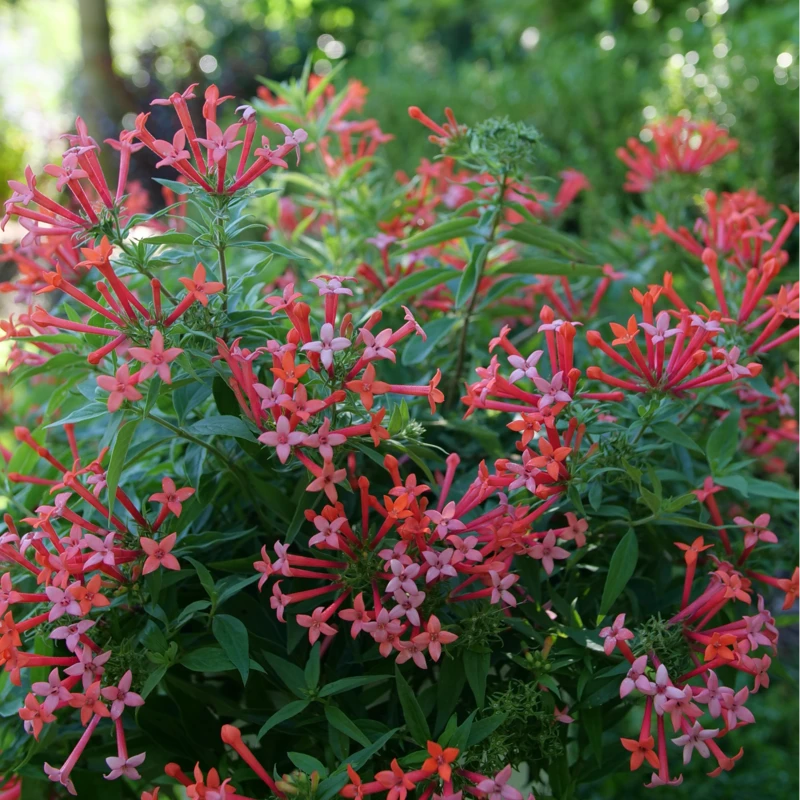 Estrellita Little Star™ Firecracker Bush Estrellita Little Star™ Firecracker Bush -Great Garden Plants Shop BouvardiaEstrellitaLittleStarP1094912 800x800 9916cfb