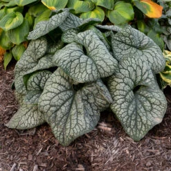 'Jack Of Diamonds' Siberian Bugloss -Great Garden Plants Shop Brunnera Jack of Diamonds 2 P