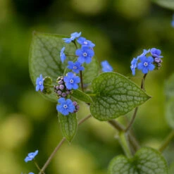 'Queen Of Hearts' Siberian Bugloss -Great Garden Plants Shop Brunnera Queen of Hearts 2 P