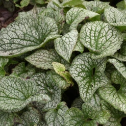 'Queen Of Hearts' Siberian Bugloss -Great Garden Plants Shop Brunnera Queen of Hearts 3 P