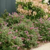 Lo & Behold® 'Pink Micro Chip' Butterfly Bush