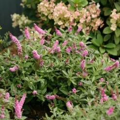 Lo & Behold® 'Pink Micro Chip' Butterfly Bush -Great Garden Plants Shop Buddleia Lo Behold Pink Micro Chip 3 P