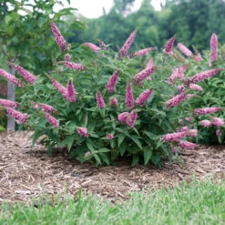 Lo & Behold® 'Pink Micro Chip' Butterfly Bush -Great Garden Plants Shop Buddleia Lo Behold Pink Micro Chip 4 P