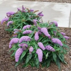 Pugster Amethyst® Butterfly Bush -Great Garden Plants Shop Buddleia Pugster Amethyst 1 P