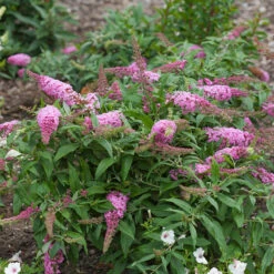 Pugster Pinker™ Butterfly Bush -Great Garden Plants Shop Buddleia Pugster Pink 1 P