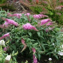 Pugster Pinker™ Butterfly Bush -Great Garden Plants Shop Buddleia Pugster Pink 3 P