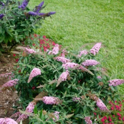 Pugster Pinker™ Butterfly Bush -Great Garden Plants Shop Buddleia Pugster Pink 6 P