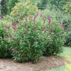'Miss Molly' Butterfly Bush -Great Garden Plants Shop BuddleiaMissMollyP1082695 800x800 505684e