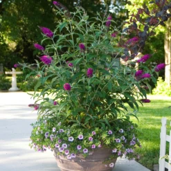'Miss Ruby' Butterfly Bush -Great Garden Plants Shop BuddleiaMissRubyIMG 6395 800x800 4413271
