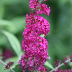 'Miss Ruby' Butterfly Bush -Great Garden Plants Shop BuddleiaMissRubyIMG 7949 800x800 7754d1c