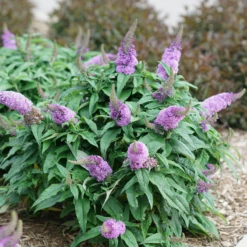 Pugster Amethyst® Butterfly Bush -Great Garden Plants Shop BuddleiaPugsterAmethystDSC04579 800x800 c89e8f7