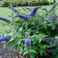 Pugster Blue® Butterfly Bush 3 Pugster Blue® Butterfly Bush -Great Garden Plants Shop BuddleiaPugsterBlueP1000453 800x800 e5bd860
