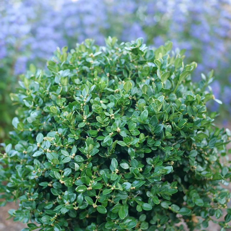 Neatball™ Boxwood Neatball™ Boxwood -Great Garden Plants Shop BuxusNeatballP1238995 800x800 f704393