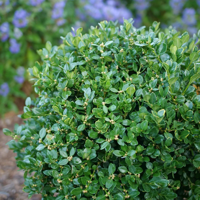 Neatball™ Boxwood Neatball™ Boxwood -Great Garden Plants Shop BuxusNeatballP1238996 800x800 f8268c9