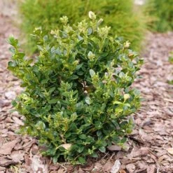 Neatball™ Boxwood 3 Neatball™ Boxwood -Great Garden Plants Shop Buxus Neatball P1202484 800 800 60
